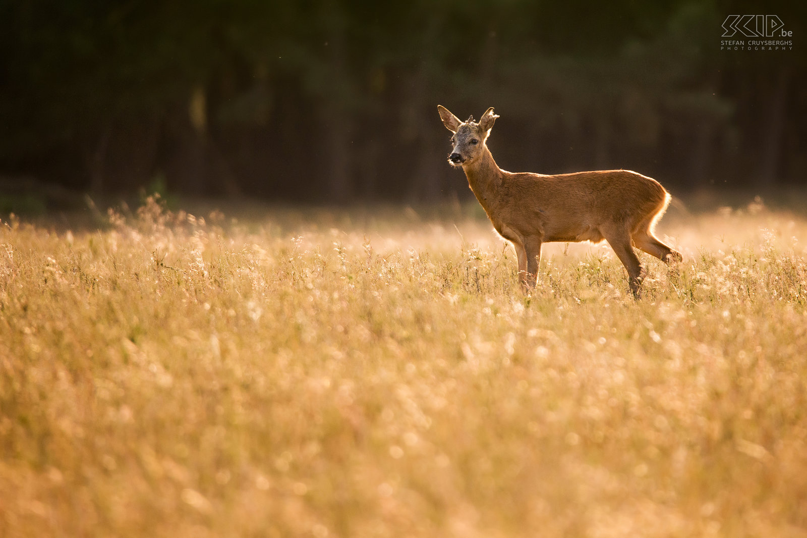Roe deer during golden hour Roe deer in the heathland near Hilversum with wonderful golden light at the end of a bright summer day. Stefan Cruysberghs